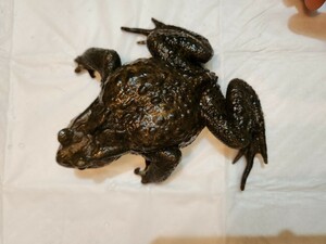 アズマヒキガエル ヒキガエル 蛙 カエル かえる 蟇蛙 ひきがえる 約11センチ オス 男の子