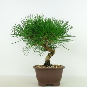 盆栽 松 黒松 樹高 約19cm くろまつ Pinus thunbergii クロマツ マツ科 常緑樹 観賞用 小品 現品