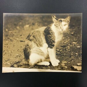 岡本東洋　プリント作品　猫　エンボス入り　 写真262x198mm　