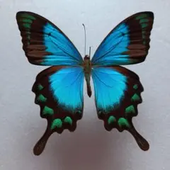 蝶標本　ヘリボシアオネアゲハ