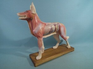 犬針穴位模型 解剖模型
