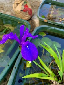 カキツバタ苗　羅生門　メダカ　ビオトープ