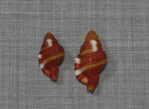 貝の標本Cymatium rubeculum 26mm&32.5mm. 