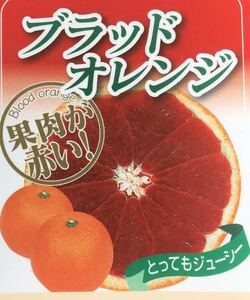 ブラッドオレンジ 果肉が赤いオレンジ接木苗木