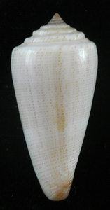 貝の標本 Conus furvus 49.5mm.w/o.
