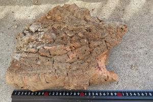肉厚　コルク　板　（BD7)　ポルトガル産　　原木　バージンコルク　樹皮　