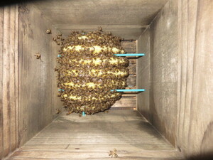 日本蜜蜂入り巣箱　第二新女王群　スロープ３０巣門下箱、観察窓付き継箱５段飼育重箱式巣箱　、