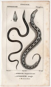 1816年 Turpin 自然科学辞典 銅版画 魚類学 ウミヘビ科 ダイナンウミヘビ ウツボ科 メディテラニアンモレイ 博物画