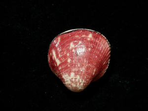 貝の標本 Lyrocardium lyratum 32.5mm