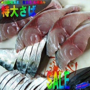 生食用「特大、真さば500g位」天然物/お生食用/処理済み、山陰境港産