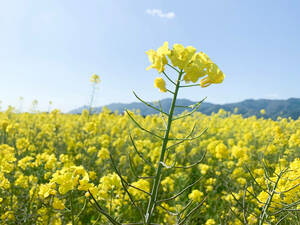 菜の花の種【送料無料】2g 500粒300円Ⅷ