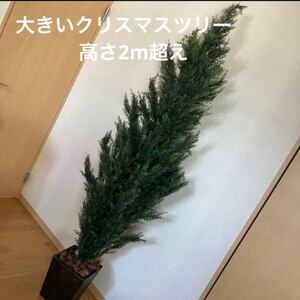 手渡し可能　大きいクリスマスツリー 高さ約210㎝