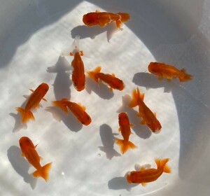 ■宇野系らんちゅう 二歳魚■10匹セット 約7~9cm■7－14 土曜日(4日)発送です。■発送不可地域あり