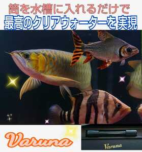 アロワナの飼育者絶賛！水槽の水が綺麗になります【ヴァルナミニ15センチ】有害物質を強力抑制し透明度がアップ！生体が活性化☆水替え不要