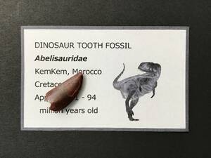 恐竜 歯 化石 アベリサウルス [DS372] 恐竜の歯 恐竜の化石 牙