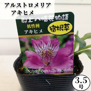 アルストロメリア アキヒメ 3.5号 低性種 苗 宿根草 花苗 切り花苗 ガーデニング