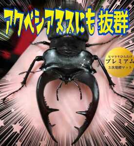 アクベシアヌスに抜群！進化した！プレミアム3次発酵クワガタマット☆栄養添加剤・共生バクテリア３倍配合☆トレハロース・特殊アミノ酸入