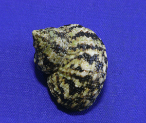 貝の標本 Turbo bruneus 41.5mm.w/o.