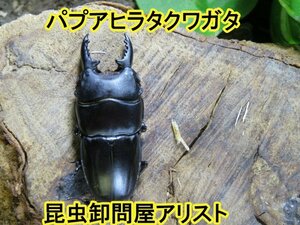 　パプアヒラタクワガタ　♂38ミリ♀23ミリ・ARFAK・昆虫販売アリスト・WD・成虫・1円