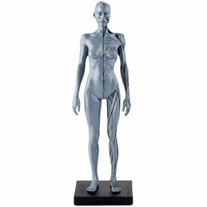 人体モデル 女 グレー スタンド付き 1:6 彫刻 ペインティング 人体筋肉 約30cm 11インチ 人体模型 175