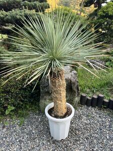 1m32.5cm 太株　ユッカ ロストラータ 発根　耐寒性-15 ドライガーデン 地植え シンボルツリー Yucca ガーデニング 庭