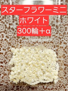 〇送料無料〇スターフラワーミニ ホワイト 白 300輪＋α 大地農園 花材 ハーバリウムボールペン レジン ハンドメイド プリザーブドフラワー