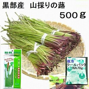 名水の里黒部 天然 山蕗 ふき フキ 新鮮パック＆保冷パックで発送　500g