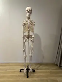 美品！ 業務用勉強用　骨格人体模型 等身大 骸骨 180cm
