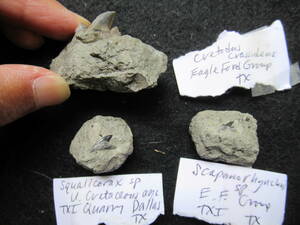 白亜紀サメの歯化石3種3点セット