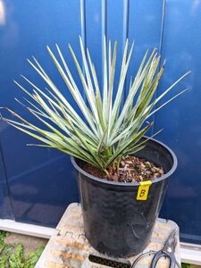 現品！チャメロップス 7号◇チャメロプス フミリス セリフェラ◇Chamaerops humilis cerifera（品番YEB）【送料M】