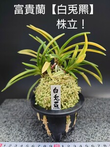 富貴蘭【 白兎羆株立！ 】 風蘭 セッコク 長生蘭 春蘭 寒蘭