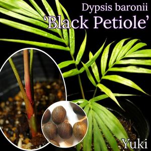 ディプシス・バロニー 発根種子x1[品種:ブラック・ペティオール]Dypsis baronii 