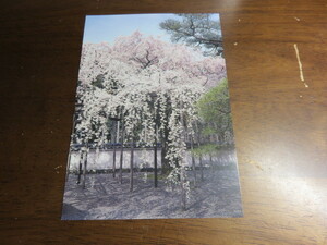 絵はがき「醍醐寺玄関前しだれ桜」美品の格安提供です。