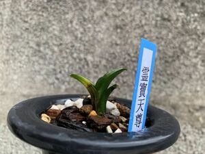 春蘭　羅紗チャボの最高峰 ｛霊寶天尊｝ 1本立 新芽 葉長さ約3cm 新芽付き｛韓国春蘭、寒蘭、日本春蘭、中国春蘭、中国蘭、山野草 ｝