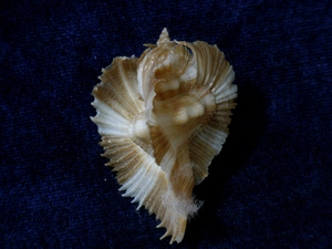 貝の標本 Pterynotus miyokoae 45.5mm.
