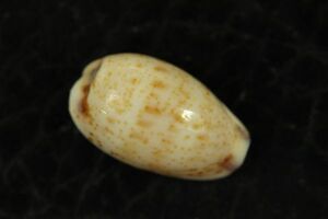 ハモンドダカラ　14㎜ 　タカラガイ　貝標本　貝殻