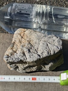 岐阜県金生山の巻き貝化石　小型巻き貝多数含む
