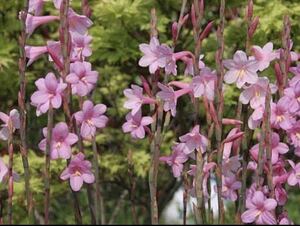 ワトソニア　10球　芽出し球根