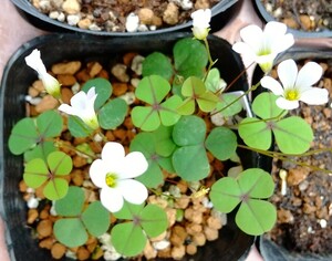 Oxalis orbicularisの球根