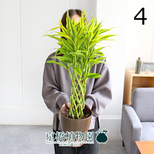 【現品】ミリオンバンブー・ゴールド 6号（4）Dracaena sanderiana