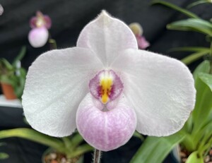 洋蘭パフィオPaph.delenatii(