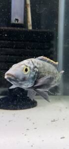 Oreochromis shiranus ペア出品　オス11㎝　メス10㎝　ドイツ産　子供取れてます　写真個体販売　レア　アフリカンシクリッド