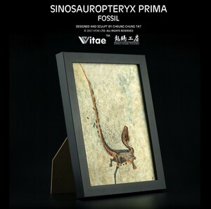 Vitae シノサウロプテリクス 恐竜 骨格 化石 写真立て 壁掛け フォトフレーム デスクトップ オブジェ プレゼント 置物 コレクション