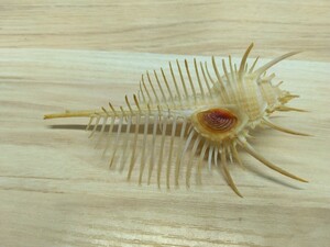 ホネガイ　貝殻　貝標本　カニ　図鑑　オブジェ　骨格骨董　インテリア　学術標本　化石　オブジェ　飾り物　置物