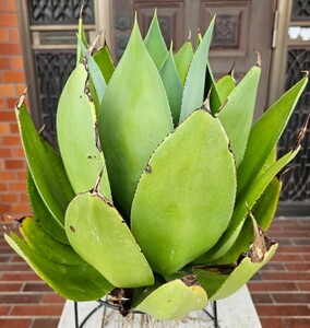 セルシーアラビカンス 33㎝　検（agave チタノタ　チタノータ　アガベ　リュウゼツラン　吉祥天　パリー　 ホリダ　好きにも