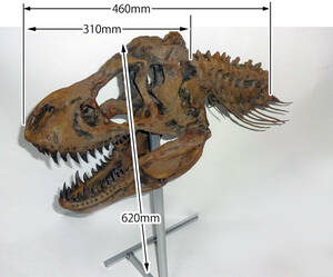 ティラノサウルス　1/5スケール 大型頭蓋骨模型　恐竜　ジュラシックパーク　