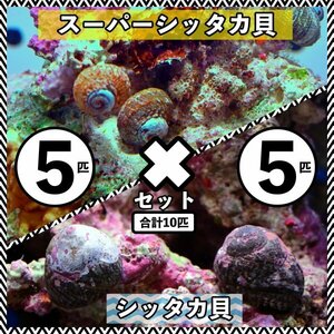 【各5匹 合計10匹】シッタカ貝×スーパーシッタカ貝　コケ取り貝セット　海水魚　生体