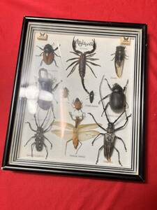 マレーシア産　昆虫標本　マンティス ロングホーン サソリ クワガタ など　色々昆虫　10頭　木箱　陳列ケース　コレクション