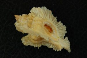 バライロバショウ　49.1㎜ 　タカラガイ　貝標本　貝殻
