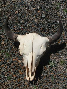 バッファロースカル　頭骨　ネイティブインディアン　ウエスタン 